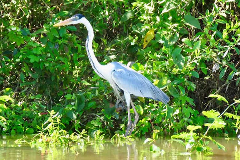Isla del Bananal y Parque del Cantão en 3 o 5 días