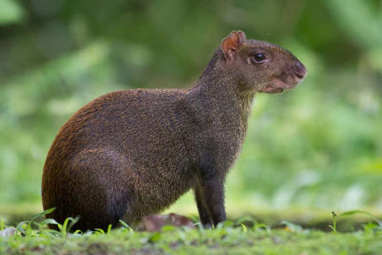 Senderismo por el Parque Nacional Soberanía