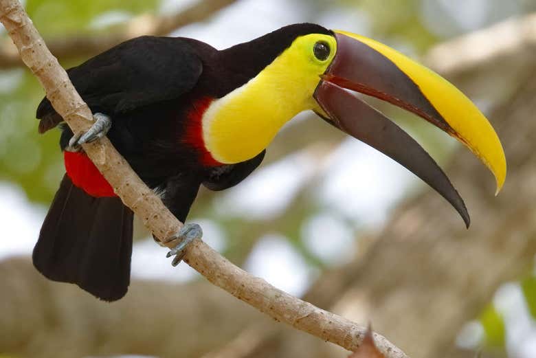 Senderismo por el Parque Nacional Soberanía - Galería 1