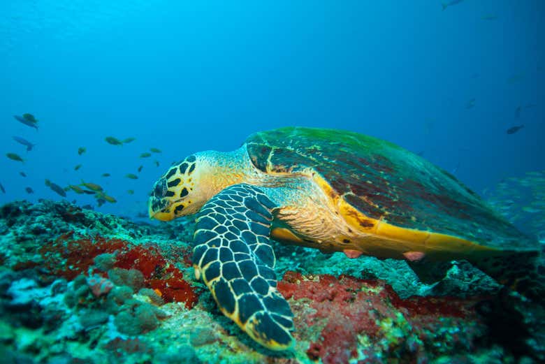 Bautismo de buceo en Nilaveli