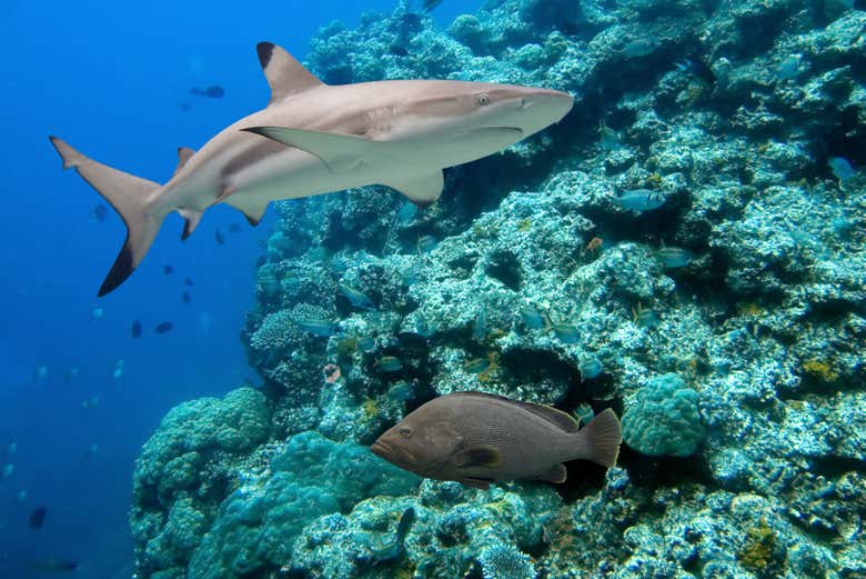 Buceo en Nilaveli
