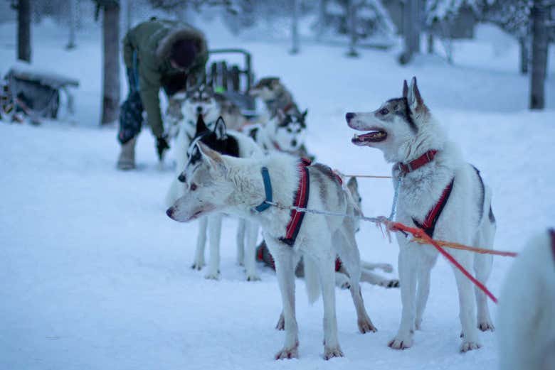 Paseo en trineo de perros husky por Levi