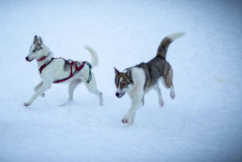 Paseo en trineo de perros husky por Levi