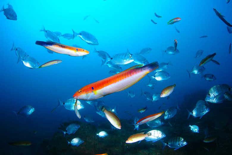 Snorkel en Berlenga Grande