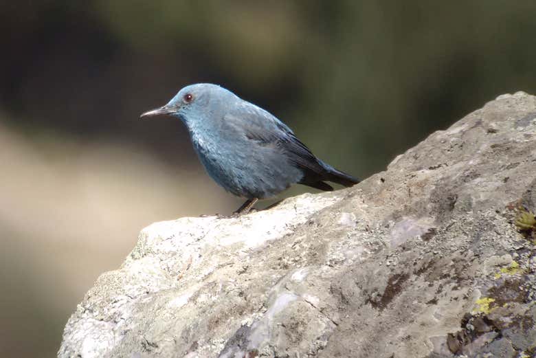 Avistamiento de aves en Monfragüe