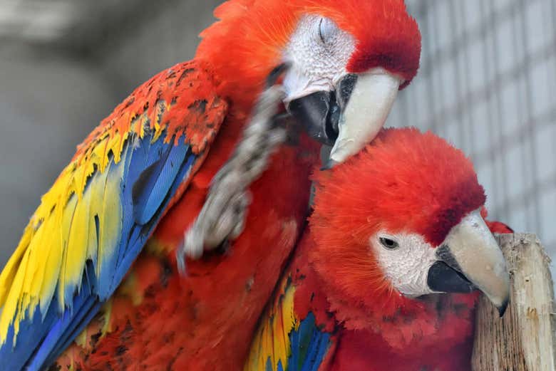 Excursión al Aviario Nacional de Colombia - Galería 1