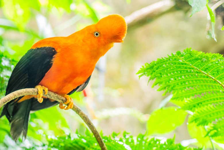 Excursión al Aviario Nacional de Colombia - Galería 2